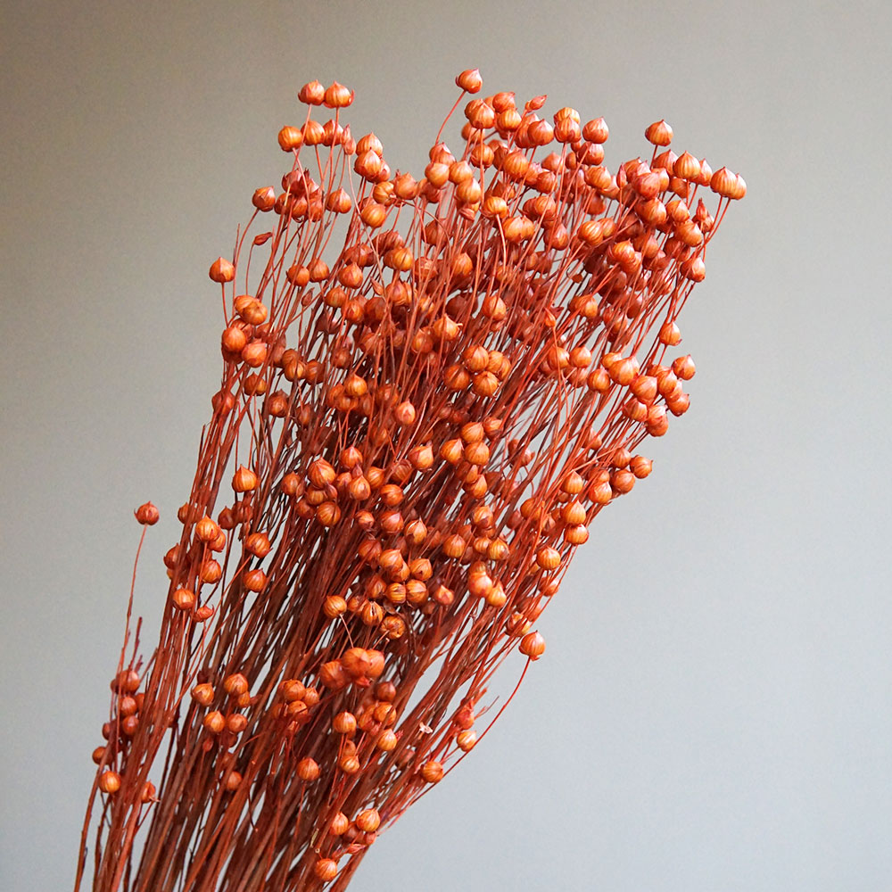 35g/Preserved Ormosia Hosiei N - Dried Flower Bulk recensie en prijs