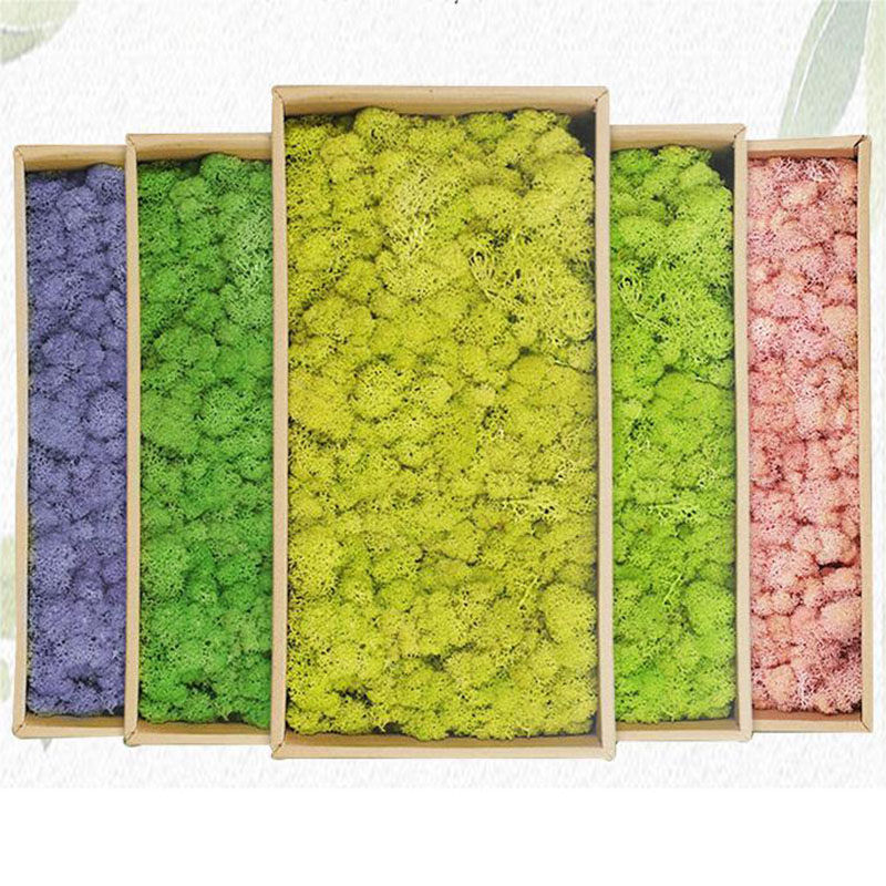 20g Artificial Green Plants Et - Terrarium Moss Art recensie en prijs
