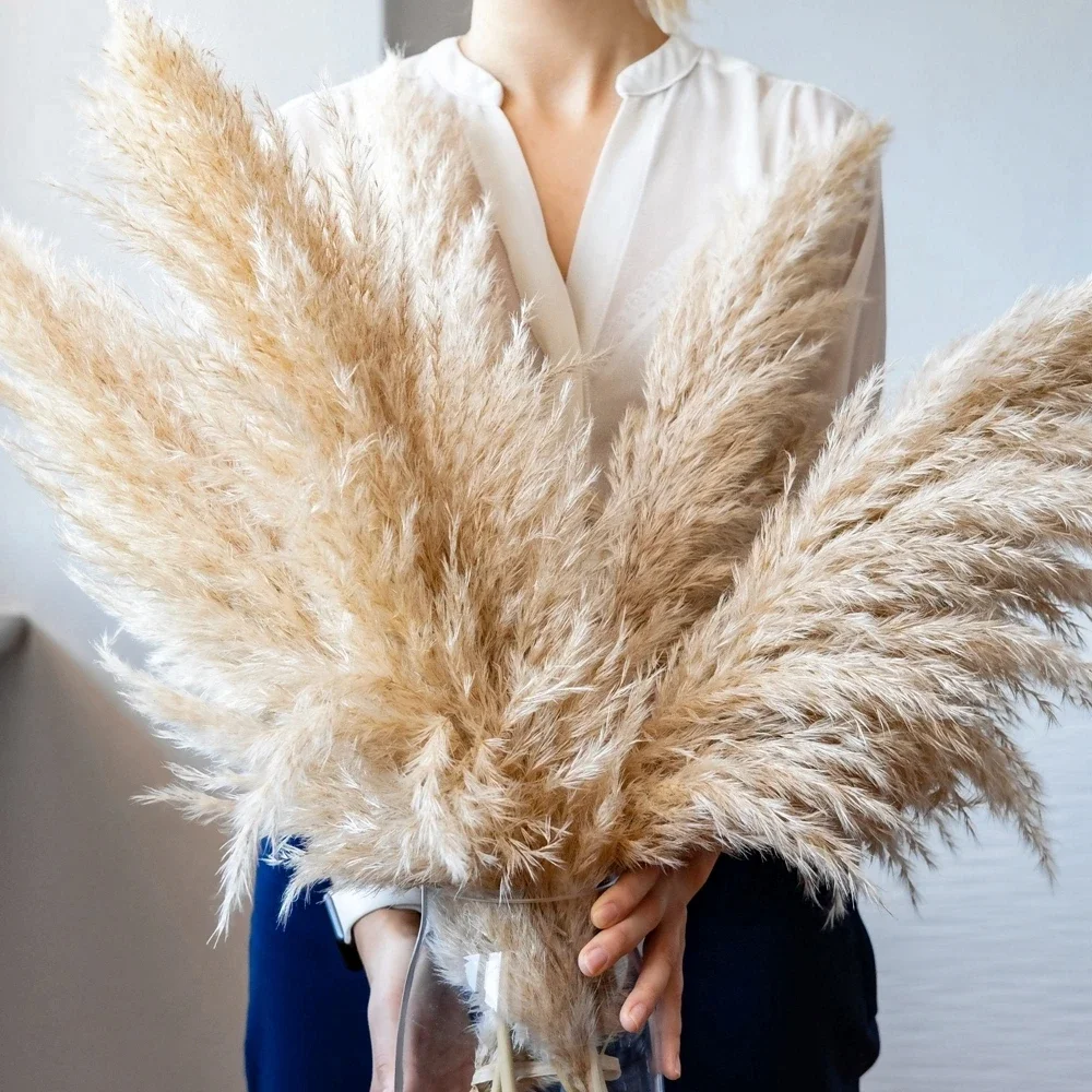 120cm - 130cm Fluffy Large Pam - Dried Flower Bulk recensie en prijs