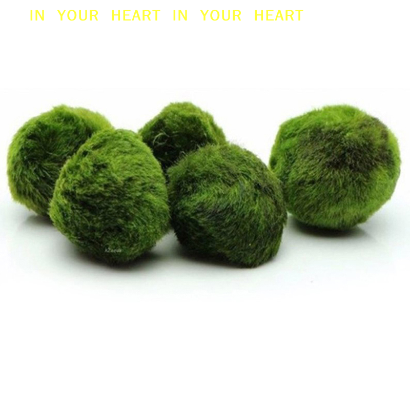 【X】3-4cm Marimo Moss Balls Liv - Terrarium Moss Art recensie en prijs