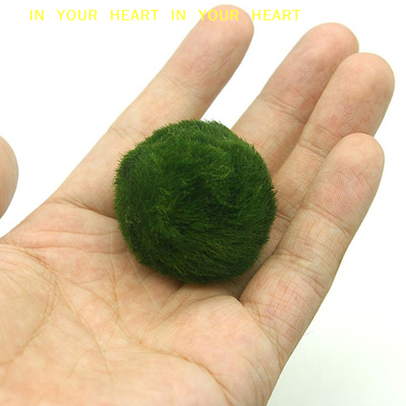 【X】3-4cm Marimo Moss Balls Liv - Terrarium Moss Art recensie en prijs