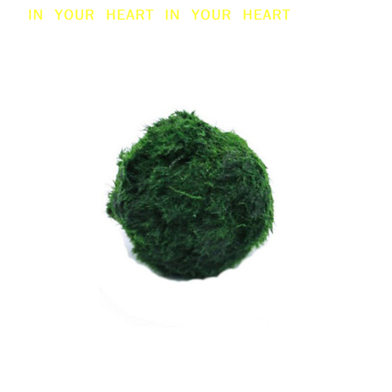 【X】3-4cm Marimo Moss Balls Liv - Terrarium Moss Art recensie en prijs