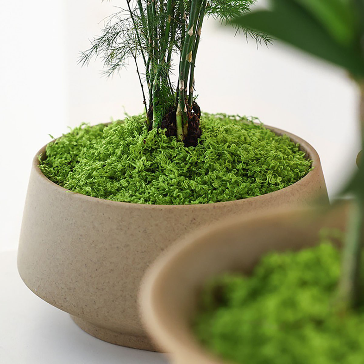 about 20g Artificial Green Pla - Terrarium Moss Art recensie en prijs