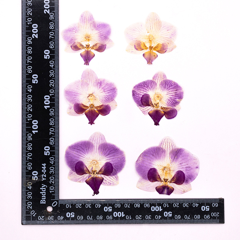 4 Pcs Pressed Dried Phalaenops - Dried Flower Bulk recensie en prijs