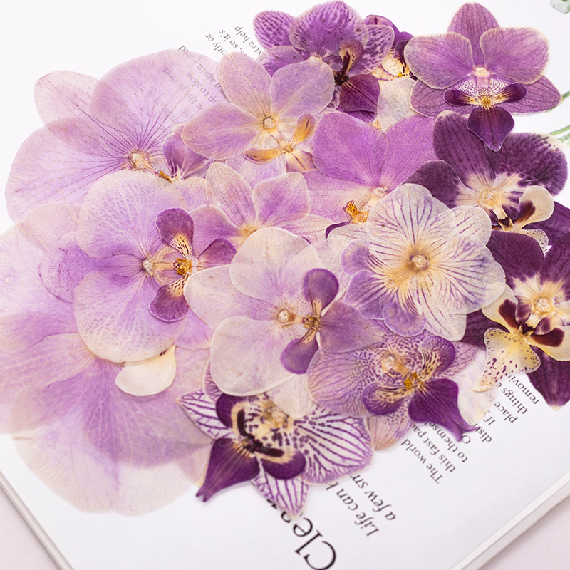4 Pcs Pressed Dried Phalaenops - Dried Flower Bulk recensie en prijs